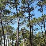 Maison De 300 M De La Proche Foret