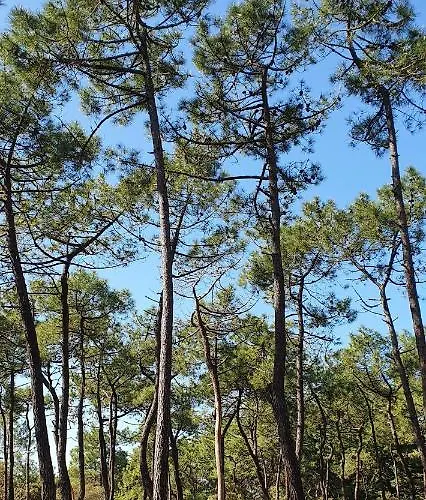 Maison De 300 M De La Proche Foret