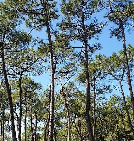 Maison De 300 M De La Proche Forêt